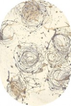   Alabaster Oval Kianta W linen